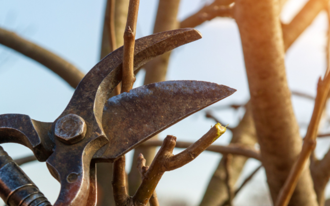 Estilo de vida avivado Discípulos contagiosos y fructíferos